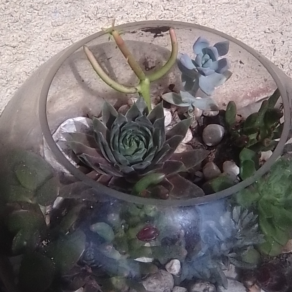 Cristal ball con plantas de poca agua